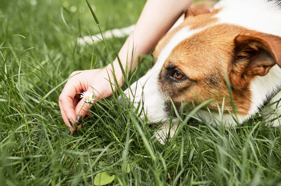 Pest Control for Pet Owners: Keeping Critters Away Safely
